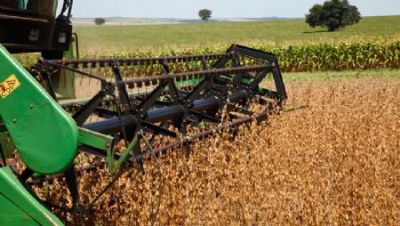 Quer�ncia se prepara para a colheita da soja e espera boa produtividade