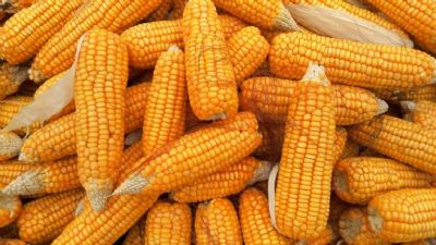 Milho: pre�o pode cair ao menor n�vel em mais de uma d�cada nos EUA
