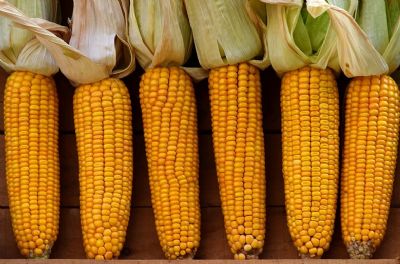 Milho: neg�cios seguem enfraquecidos, devido � retra��o compradora