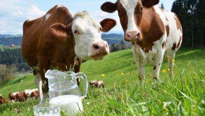 Valor de refer�ncia do leite tem recupera��o no RS