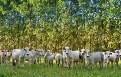 Plataforma de adequa��o ambiental do Imac entra em opera��o em 2021
