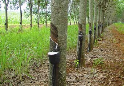 Embrapa oferta hastes de seringueiras para produtores de mudas