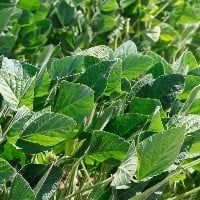 ESTUDO Fungicidas foliares ajudam a aumentar o rendimento da soja