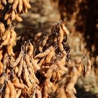 Situa��o da colheita e semeadura da soja e milho no pa�s