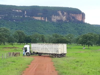 Atoleiros dificultam transporte de gado na regi�o Norte Araguaia