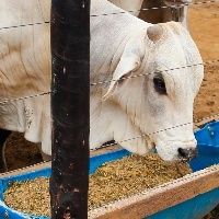 Santa Catarina tem a menor preval�ncia de brucelose animal do Brasil