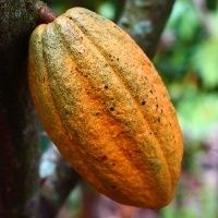 Duas Rodas lan�a Utankakao, tecnologia 100% natural sem cacau