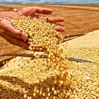 Ritmo das exporta��es de soja diminuiu ao longo de abril