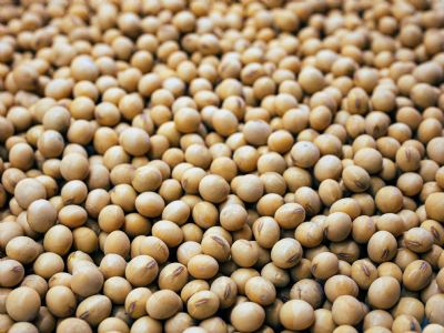 Nova t�cnica brasileira faz soja crescer mais r�pido