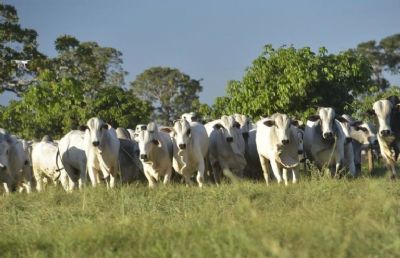 Arroba do boi gordo sobe at� R$ 10 com boa demanda por carne bovina