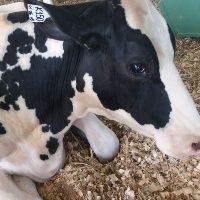 Equipamentos garantem maior produtividade leiteira