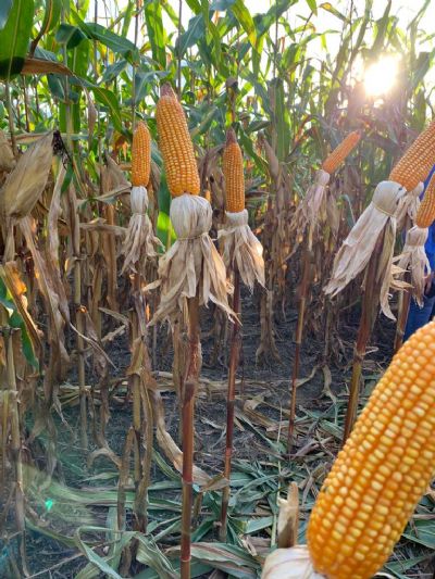 Milho fecha a semana com poucas altera��es no mercado f�sico brasileiro