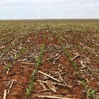 CONFIRA o que o clima fez com a soja nos EUA