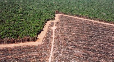 Mato Grosso mant�m taxa de desmatamento controlada