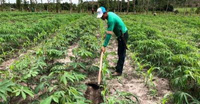 Projeto transforma solos degradados em produ��o e renda para agricultores no Par�