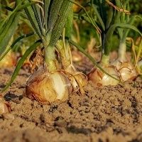 Em quarentena, demanda recua no varejo e nas ro�as