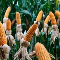 Tecnologia avan�a no campo e ajuda no planejamento de safra