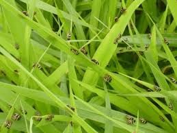 Ataque de pragas no pasto preocupa criadores de Mato Grosso