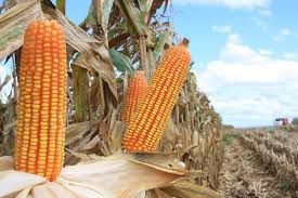 Milho: Pre�os permanecem firmes no Brasil, acima dos R$ 50 nas primeiras posi��es da B3