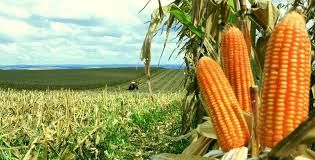 Milho abre a ter�a-feira em Chicago na espera dos relat�rios do USDA