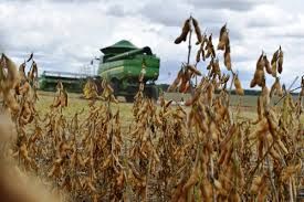 Soja tem leve alta em Chicago em meio �s commodities em queda e petr�leo abaixo dos US$ 20/barril