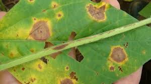 Fungos folhares podem aumentar resili�ncia