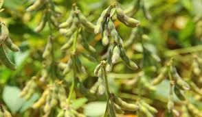 MT: colheita de soja alcan�a 11% e est� atrasada