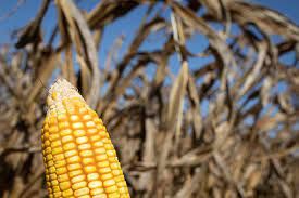 Milho 1� safra: o que a previs�o do tempo indica para a colheita?