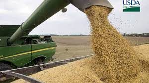 Soja/Cepea: com menor safra na argentina, queda de pre�o � interrompida no Brasil