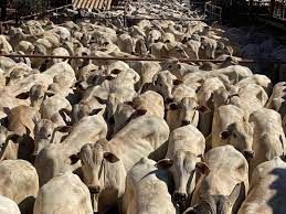 Justi�a brasileira pro�be exporta��o de gado vivo