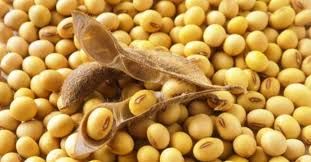 MERCADO SOJA: Nenhuma previs�o de alta a curto e m�dio prazo