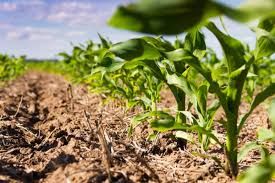 Atraso na semeadura do milho safrinha eleva riscos � produtividade