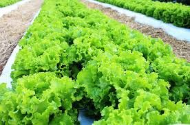 Vendas de alface diminu�ram nos �ltimos dias