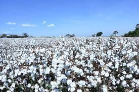 Demanda externa em MT