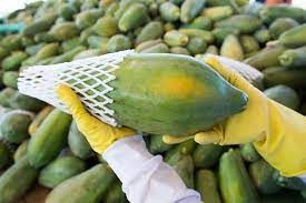 Mam�o: Pre�os do formosa e do hava� caem com for�a no ES