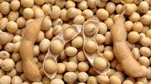 Soja: Mercado em Chicago d� sequ�ncia �s baixas ainda sentindo peso do financeiro nesta 3�