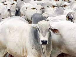 Com apostas altas, ind�stria brasileira de carnes domina delega��o de Lula � China
