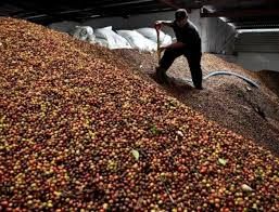 Brasil exporta 2,7 milh�es de sacas de caf� em fevereiro