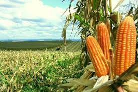 Indicadores seguem em queda