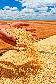 Milho despenca 10% na semana e fecha na casa dos R$ 66,00 na B3