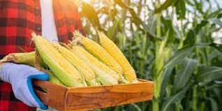 D�ficit de armazenagem da safra de milho