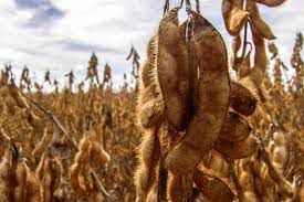 indicadores da soja registram as menores m�dias mensais desde mar/20