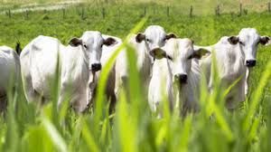 Regi�o de MT passar� a fazer parte de zona livre sem vacina��o