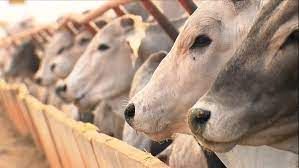 Boi gordo: arroba volta a ser negociada acima do valor da carne bovina em SP