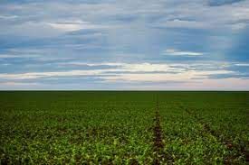 Parlamento da UE aprova lei que pro�be importa��es de produtos ligados a desmatamento