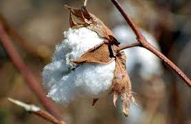 Algod�o: Brasil exporta 16,765 mil toneladas em abril