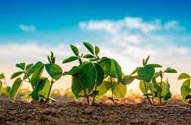 Mapa divulga os per�odos de vazio sanit�rio da soja para 2023