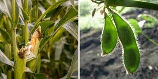 Brasil tem produtividade recorde na soja apesar de seca no RS e recuo em fertilizante