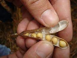 Soja inicia semana com estabilidade em Chicago nesta 2� feira e � espera do novo reporte do USDA