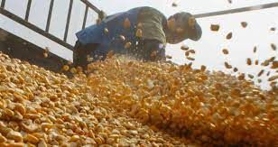 USDA reduz safras de soja e milho da Argentina, al�m de estoques finais da oleaginosa nos EUA